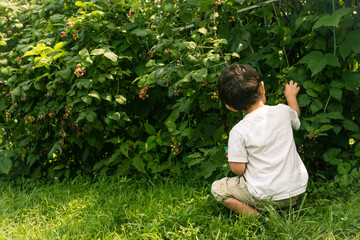 Young boy picking raspberries from bush. 