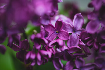 Fototapeta na wymiar Close up of beautiful purple lilac flowers blooming in spring.