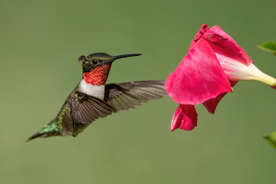 Ruby-throated Hummingbird  Gathering Nectar from a Mandevilla Flower
