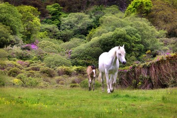 Two magical ponies run through castle grounds