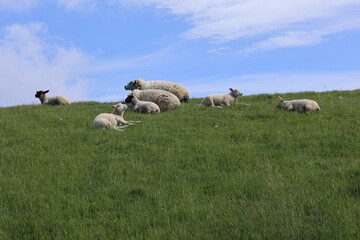 Obraz premium Eine Schafherde auf einem Deich auf Sylt