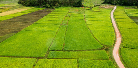 The background of  texture green rice farmland field -Aerial view