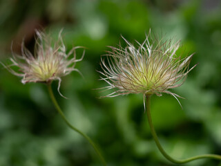 Pulsatilla decorative seed head following flowering