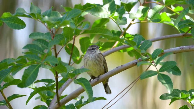 A Palm Warbler bird perched on a tree branch in summer Florida shrubs