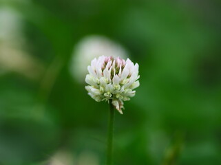 モモイロツメクサのクローズアップ