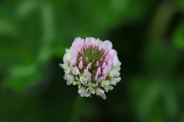 モモイロツメクサのクローズアップ