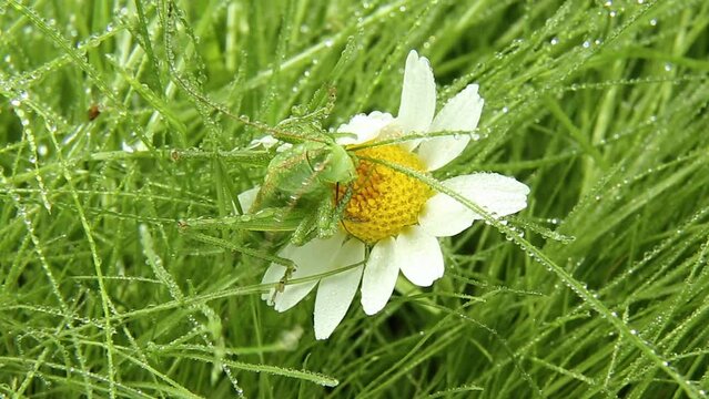 A green grasshopper sits on a chamomilla plant. A grasshopper drinks raindrops on a white flower. A predatory insect after the rain on the blooming flowers.