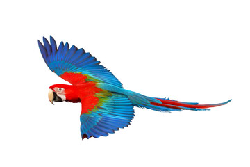 Colorful flying parrot isolated on transparent background png file	
