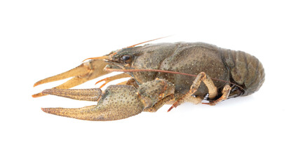 Crayfish isolated on white background
