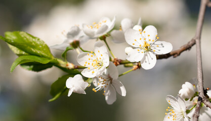 Obraz na płótnie Canvas Flowers on a cherry tree in spring.