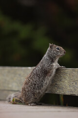 Squirrel standing on wood