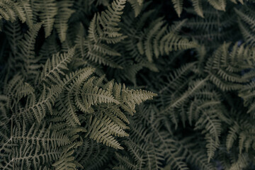green fern leaf background
