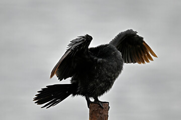 Pygmy cormorant // Zwergscharbe (Microcarbo pygmeus) - Axios Delta, Greece