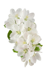 apple tree branch with leaves and inflorescences, isolated on a white background