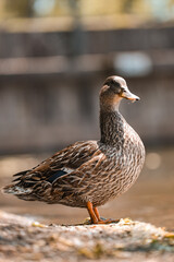 Duck walking on concrete