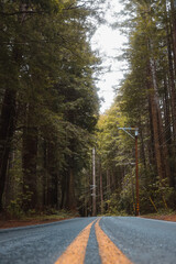 Fototapeta premium road in the woods