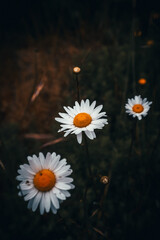 Obraz premium Daisies on a dark background