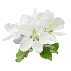 apple tree branch with leaves and inflorescences, isolated on a white background