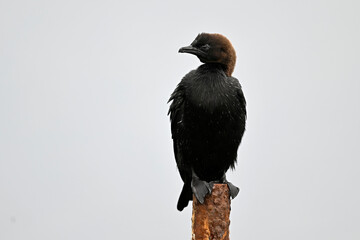 Pygmy cormorant // Zwergscharbe (Microcarbo pygmeus) - Axios Delta, Greece