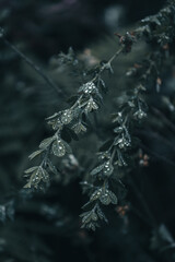 rain drops on the branches of a tree