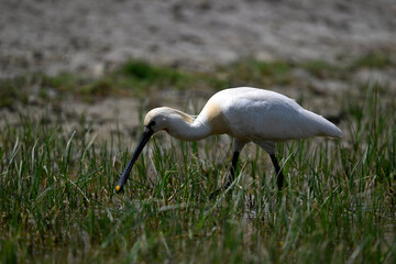 Eurasian spoonbill // Löffler (Platalea leucorodia)