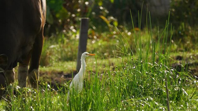 Cattle Egret (Bubulcus ibis) walking on grass, Tarakan, Indonesia