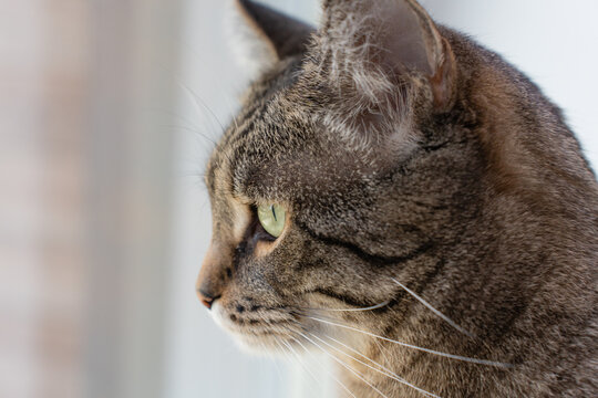 Domestic cat looks curiously out of window. Closeup portrait. High quality photo