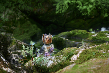 dog on the moss near the waterfall. Cute yorkshire terrier in nature