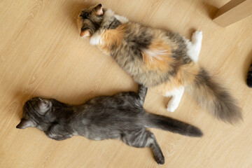 Cat’s butt. The pads on the paws are seen. Image with selective focus. Closeup of gray cat butt lying on its stomach