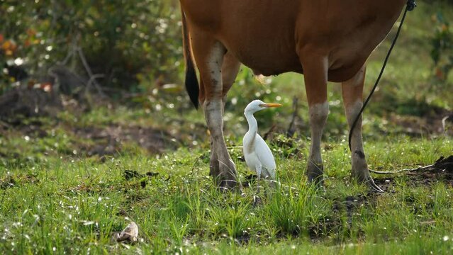 Cattle Egret (Bubulcus ibis) walking on grass, Tarakan, Indonesia