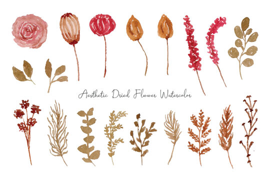 Aesthetic Dried Flower Watercolor Collection
