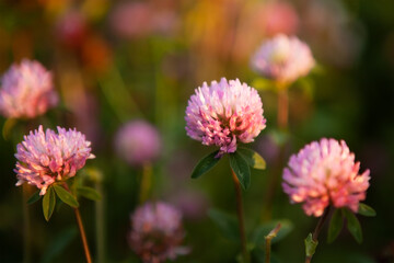 Fototapeta premium Red clover flower Trifolium pratense close-up, in a meadow of clover and wild herbs, in natural soft sunset sunlight.