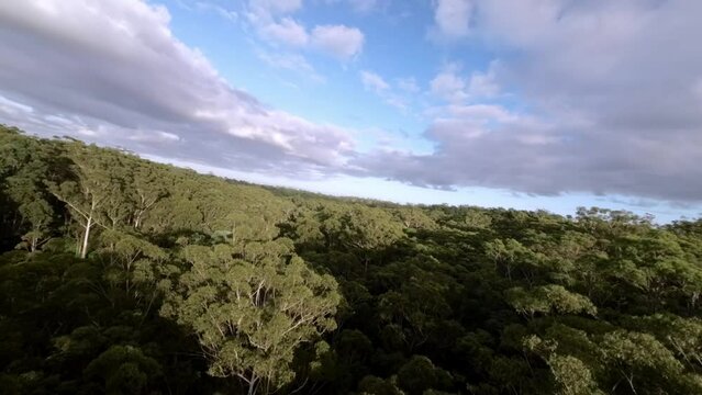flying through beautiful australian forest in the morning