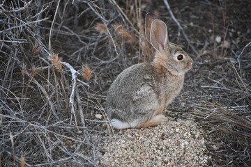 rabbit in the desert