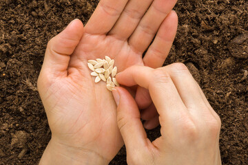Young adult woman fingers taking cucumber seeds from palm for planting in fresh dark soil. Closeup....