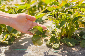 Young adult woman hand showing dry damage strawberry leaves from cold or hot temperature. Weather...