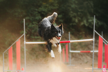 border collie and sheltie agility dogs run and jamp on a summer evening
