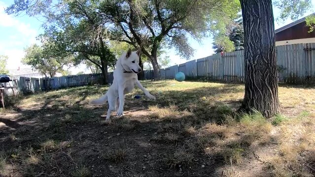 SLOW MOTION - Dog epic fail. Adult husky dog trying to jump and catch a ball but misses.