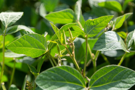 Young soybean plants with flowers on soybean cultivated field