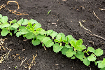 Fresh green soy plants on the field in spring. Rows of young soybean plants 