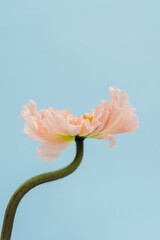 Peachy poppy flower on blue background. Minimal stylish still life floral composition