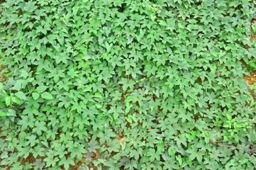 green leave texture background
