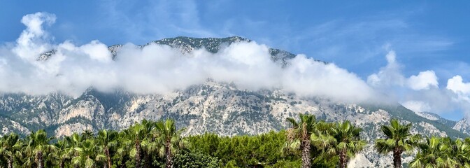 Palm trees at the foot of the mountains covered with clouds 