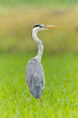 大人しく雨に濡れるアオサギ