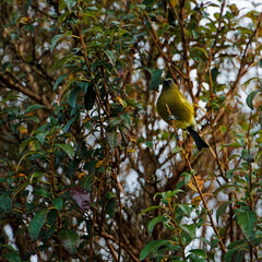 Bellbird, Kahurangi National Park, Aotearoa / New Zealand.
