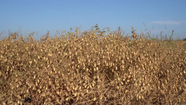 A field of chickpeas, the superfood, for harvest