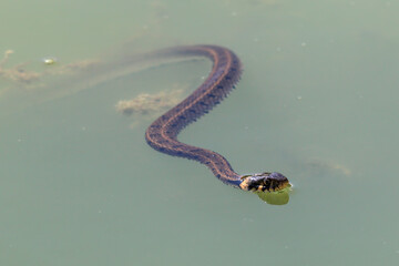 water snake in the water