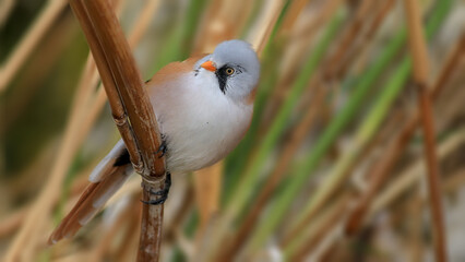 Bearded Reedling on a branch