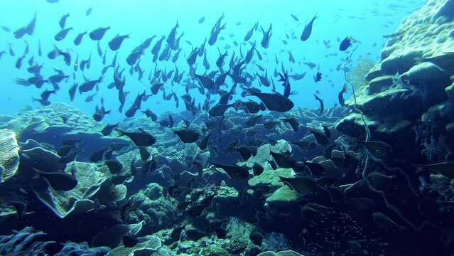 Underwater, scuba diving and pov of fish swimming, freedom and marine life, peaceful and calm. Sea, water and aqua, discovery and exploring, tropical or island for snorkeling adventure in Australia
