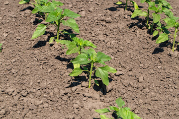 A close-up of a sprout of sunflower sprouts lit by the afternoon sun on fertile black soil. Concept agro culture.